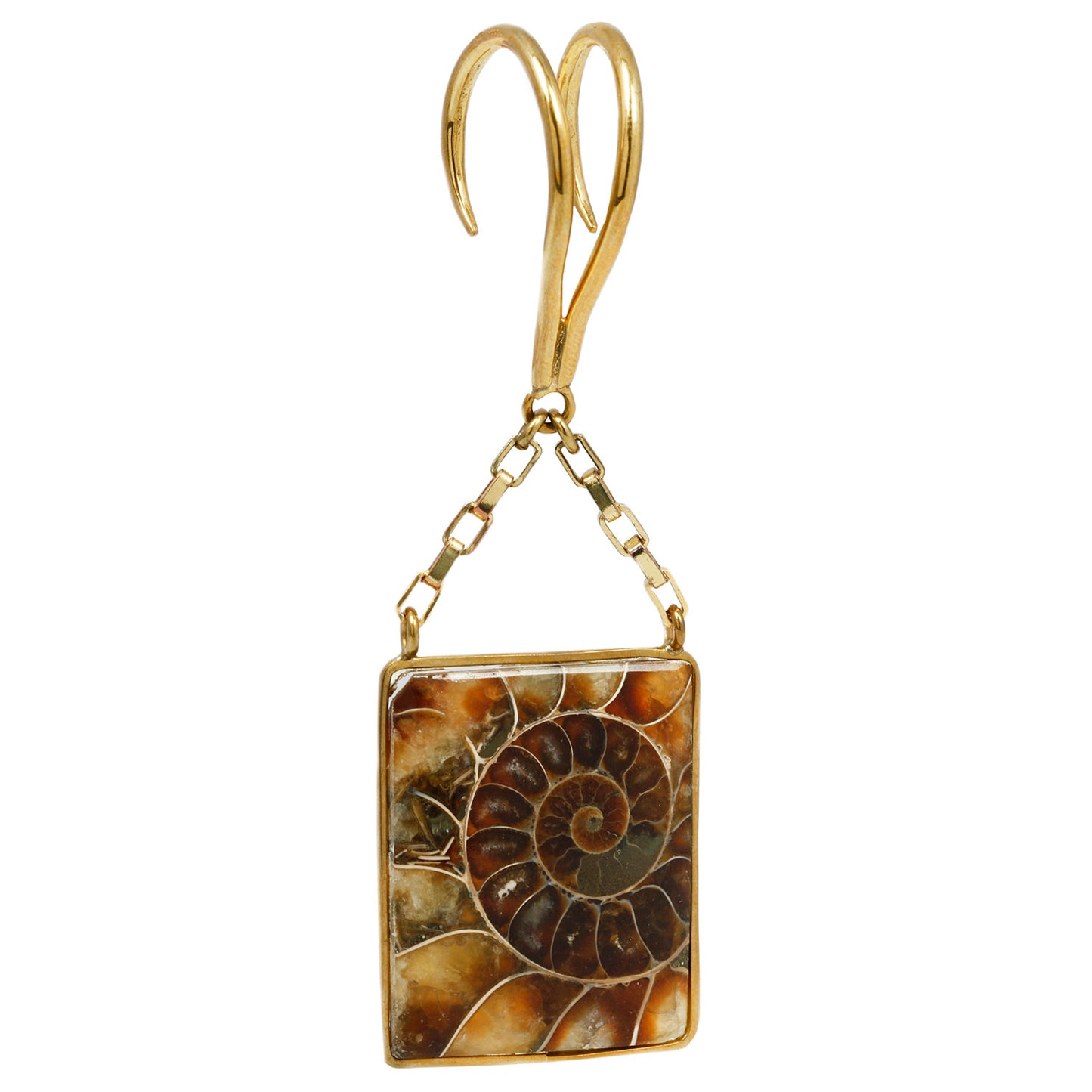 Ammonite Deco